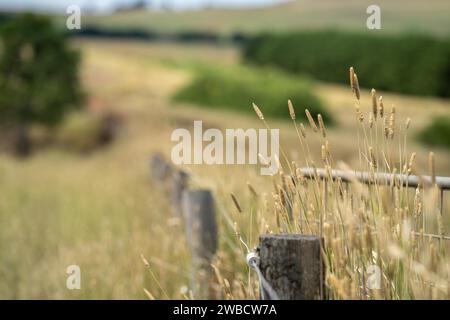 isolante in porcellana per recinzione elettrica su un palo di recinzione in legno in una fattoria in australia Foto Stock