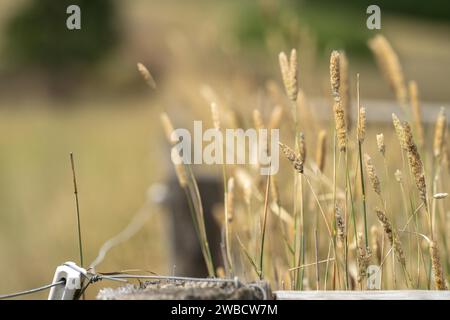 isolante in porcellana per recinzione elettrica su un palo di recinzione in legno in una fattoria in australia Foto Stock