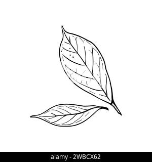 L'avocado lascia un'illustrazione vettoriale. Persea Tree Leaf. Disegno grafico con contorno nero. Contorno inchiostro fogliame tropicale. Silhouette nera Illustrazione Vettoriale