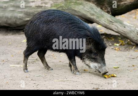 Ritratto di una peccaria dalla barba bianca. Animale in cerca di cibo da vicino. Tayassu pecari. Peccaria dalle labbra bianche. Foto Stock