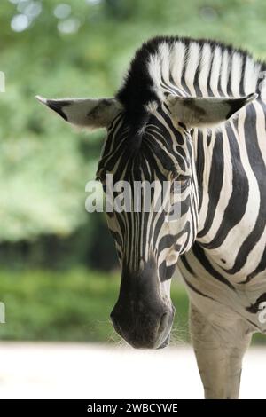 Ritratto di una zebra. Animale in primo piano. Hippotigris. Foto Stock