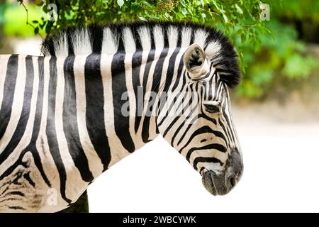 Ritratto di una zebra. Animale in primo piano. Hippotigris. Foto Stock