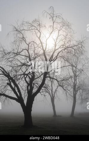 Vista panoramica degli alberi a Sugar Grove, Pennsylvania, Stati Uniti Foto Stock