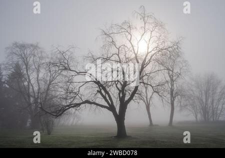 Vista panoramica degli alberi a Sugar Grove, Pennsylvania, Stati Uniti Foto Stock