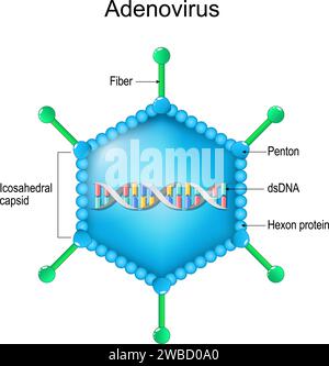 Struttura adenovirus. Primo piano dell'anatomia di un virione. ingrandita della particella virale. Diagramma vettoriale Illustrazione Vettoriale