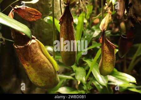 Nepenthes, piante carnivore tropicali, è un genere di piante carnivore della famiglia monotipica delle Nepenthaceae Foto Stock