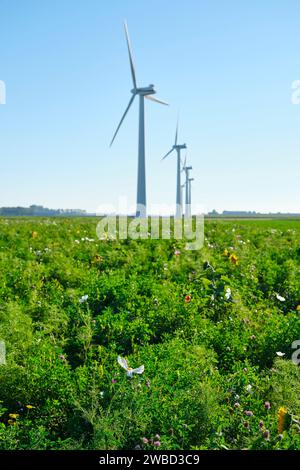 Turbine eoliche dietro un campo con fiori selvatici in prima serata. Immagine con messa a fuoco selettiva. Foto Stock