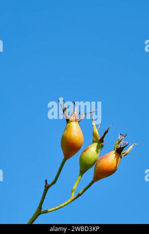 Un ramo con tre rose arancioni e verdi si affaccia su un cielo blu vibrante. Immagine con spazio di copia Foto Stock
