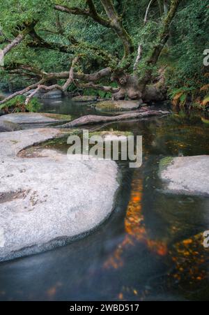 Enorme quercia addossata sul fiume con piscine tra rocce di granito sul fiume Mino vicino a Lugo Galizia Foto Stock