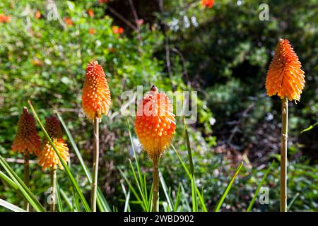 Primo piano su un gruppo di ninfee (Kniphofia) a Cilaos. Foto Stock