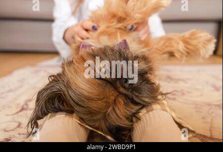 donna che si diverte e si rilassa a casa con il cane shih tzu. Concetto di tempo libero e felice a casa Foto Stock