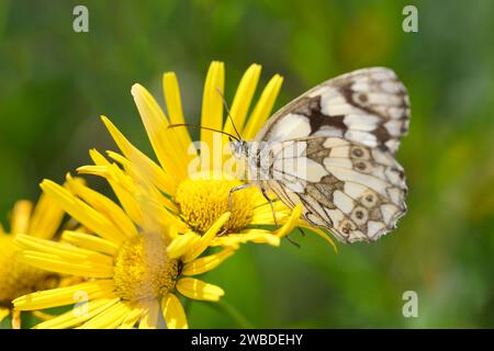 Il bianco marmorizzato - Melanargia galathea - che riposa su un fiore dell'occhio di bue - Buphthalmum salicifolium Foto Stock