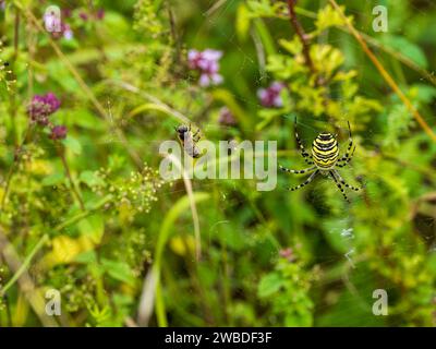 Bee on a Wasp Spider Web Foto Stock