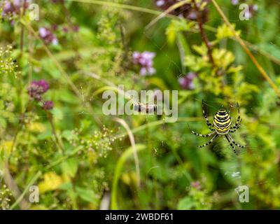 Bee on a Wasp Spider Web Foto Stock