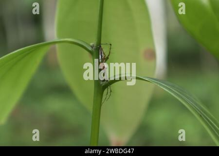 Un ragno di lince a strisce di colore arancione e bianco (Oxyopes salticus) che contiene uno stelo di piante di cannella e si piega verso la superficie dello stelo a causa del piano Foto Stock