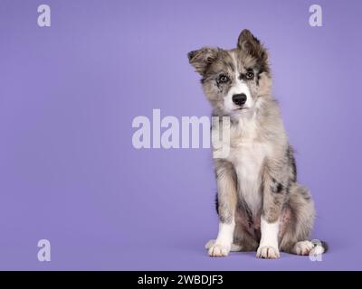 Adorabile cucciolo di cane blu merle Border Collie, seduto di fronte. Guardando verso la fotocamera con occhi marroni e naso nero a forma di cuore. Isolato Foto Stock