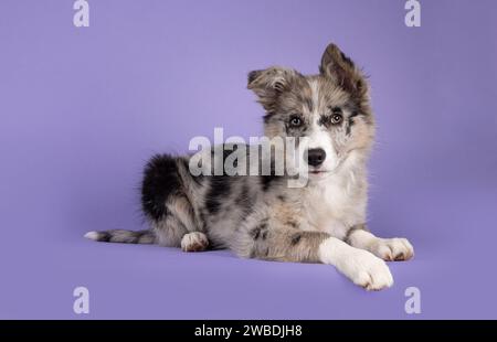 Adorabile cucciolo di cane blu merle Border Collie, che si stenderà lateralmente. Guardando verso la fotocamera con occhi marroni e naso nero a forma di cuore. Isolato su Foto Stock