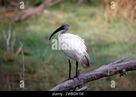 Giovani ibis dalla testa nera che pesca in uno stagno Foto Stock