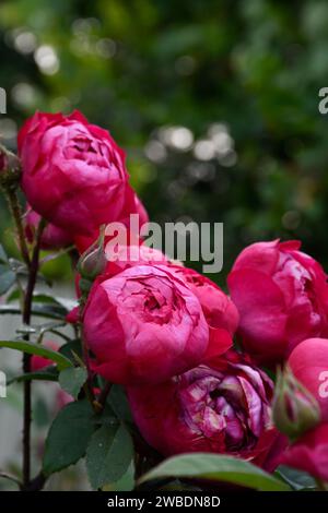 Rose rosse nel giardino lunoso durante l'ora d'oro, petali, fiori rossi, macro, freschi, fiori, fioritura, fragrante aroma fiorito, foglie verdi. Foto Stock