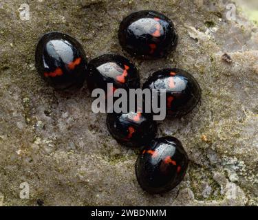 Gruppo di Ladybirds di Heather (Chilocorus bipustulatus) che si sovrappone su lapidi. Tipperary, Irlanda Foto Stock