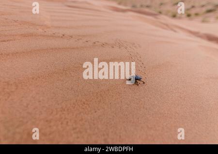 sognare in oman Foto Stock
