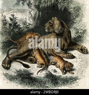 Lioness e cuccioli. Dettaglio quadrato dell'incisione colorata dell'edizione del 1866 di Cassell's Popular Natural History, pubblicata da Cassell, Petter e Galpin. Foto Stock