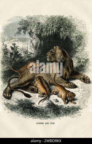 Lioness e cuccioli. Incisione colorata dall'edizione del 1866 di Cassell's Popular Natural History, pubblicata da Cassell, Petter e Galpin. Foto Stock