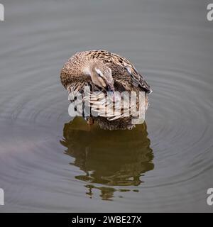 L'anatra marrone si trova sull'acqua del lago e pulisce le sue piume o sta dormendo. La ducky è al centro della piazza. Foto Stock