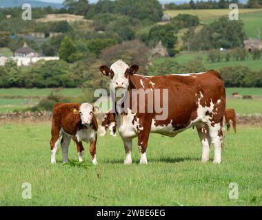 Hereford Cow and Calf, Derbyshire, Regno Unito Foto Stock