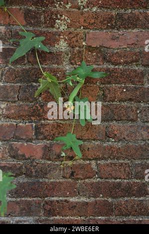 Vite verde che cresce su un vecchio muro di mattoni rossi Foto Stock