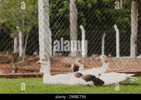 gruppo di anatre stese sull'erba Foto Stock