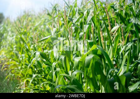 Pannocchie di mais che crescono in un campo. Foto Stock