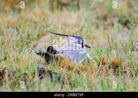 Vanellus vanellus, adagiato su un nido in una palude, coperto da gocce di pioggia dopo una forte pioggia, aprile. Foto Stock