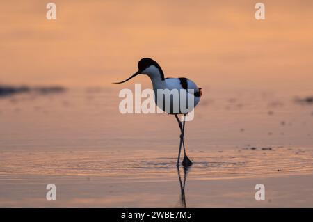 Pied avocet Recurvirostra avosetta, immergiti nella piscina poco profonda al tramonto, Norfolk, giugno. Foto Stock