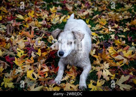 Carino cane sullo sfondo delle foglie autunnali. Cucciolo nel parco. Foto Stock