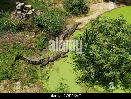 Due alligatori sparati dall'alto. Coccodrillo sdraiato allo zoo; bellissimo animale durante il safari Foto Stock