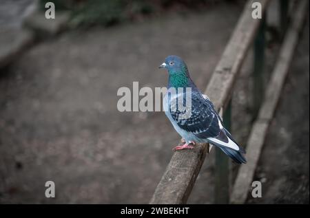 Colomba di roccia o piccione comune o piccione selvatico seduto su una recinzione rivolta a sinistra con spazio per la copia. Colomba o piccione comune (Columba livia), Regno Unito. Foto Stock