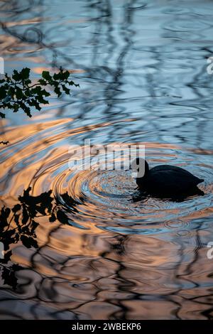 Coot che nuota su un lago. Vista in silhouette contro nuvole riflesse rosa al tramonto. Coot (Fulica atra), a Kelsey Park, Beckenham, Kent, Regno Unito. Foto Stock