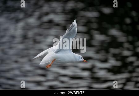 Gabbiano dalla testa nera nel piumaggio invernale. Gull in volo sopra un lago senza altri uccelli nella cornice. Gabbiano dalla testa nera (Chroicocephalus ridibundus), Regno Unito. Foto Stock