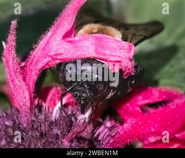 Una grande ape Carpenter orientale (Xylocopa virginica) che si nutre di fiori rosa di Monarda Bee Balm. Long Island, New York, USA Foto Stock