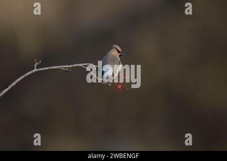 Waxwing su un ramo di rowen con una bacca Foto Stock