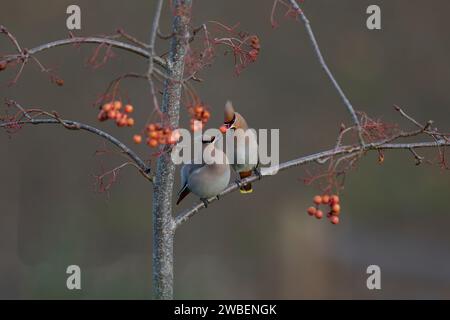 Cera che alimenta un'altra cera su un ramo di un albero di rowen Foto Stock