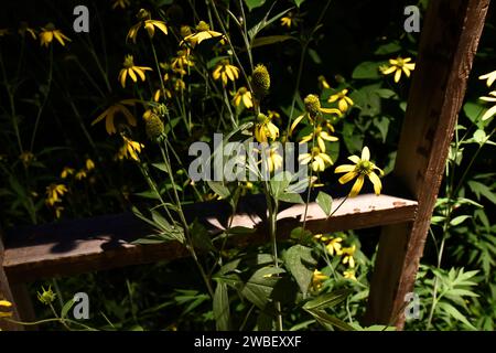 Un paesaggio vivace caratterizzato da margherite e vegetazione verdeggiante che cresce in abbondanza intorno a una rustica recinzione in legno Foto Stock