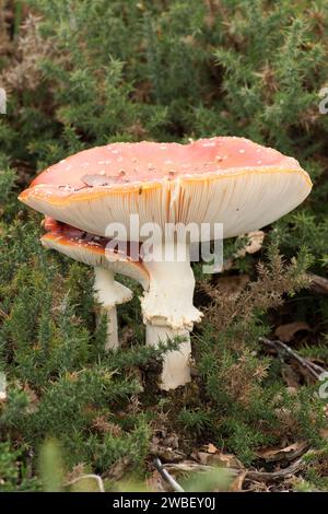 Mosca agarica, Amanita musaria, due corpi fruttiferi in coppia, uno piccolo sotto uno grande, strana giustapposizione Foto Stock