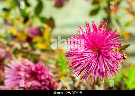 Una messa a fuoco selettiva di un crisantemo rosa che fiorisce splendidamente in un tranquillo giardino Foto Stock