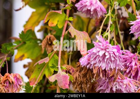 Un primo piano di crisantemo rosa fiorisce in uno stato di appassimento Foto Stock