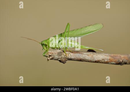 Grande cricket verde (Tettigonia viridissima) seduto su un ramo, Wilnsdorf, Renania settentrionale-Vestfalia, Germania Foto Stock