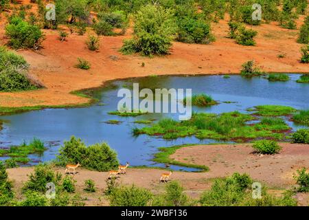 Zimbabwe, provincia settentrionale del Matabeleland, Cascate Vittoria, Parco Nazionale dello Zambesi dal Victoria Falls Safari Club, impala (Aepyceros melampus) Foto Stock