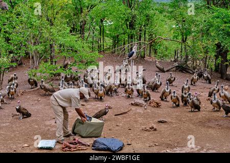 Zimbabwe, Matabeleland North province, Victoria Falls, Zambezi National Park, alimentazione degli avvoltoi Foto Stock