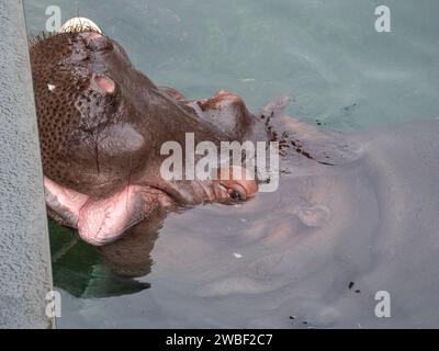 Immagine ravvicinata di un bambino ippopotamo, parzialmente sommerso in un corpo d'acqua, con la testa e gli occhi sopra la superficie Foto Stock